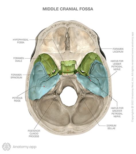 cranial fossa